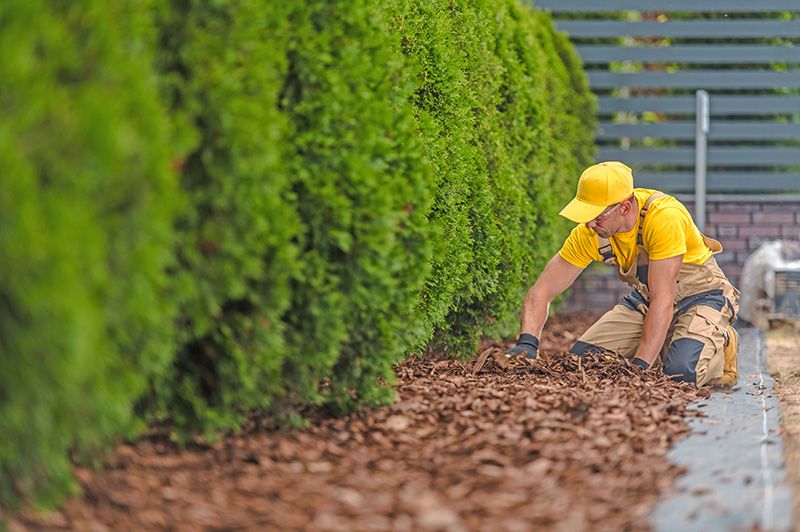 Nie wieder ein trockene Hecke durch das passende Bewässerungssystem - Bewässerungs Profis Rhein-Main